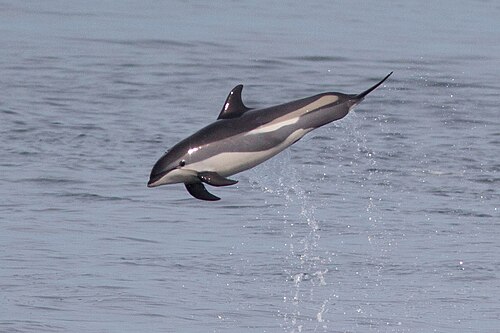 Atlantic white-sided dolphin
